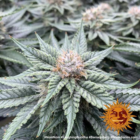 Laughing Buddha Feminised Barneys Seeds - 3