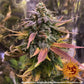 Laughing Buddha Feminised Barneys Seeds - 3