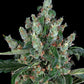 Laughing Buddha Feminised Barneys Seeds - 3