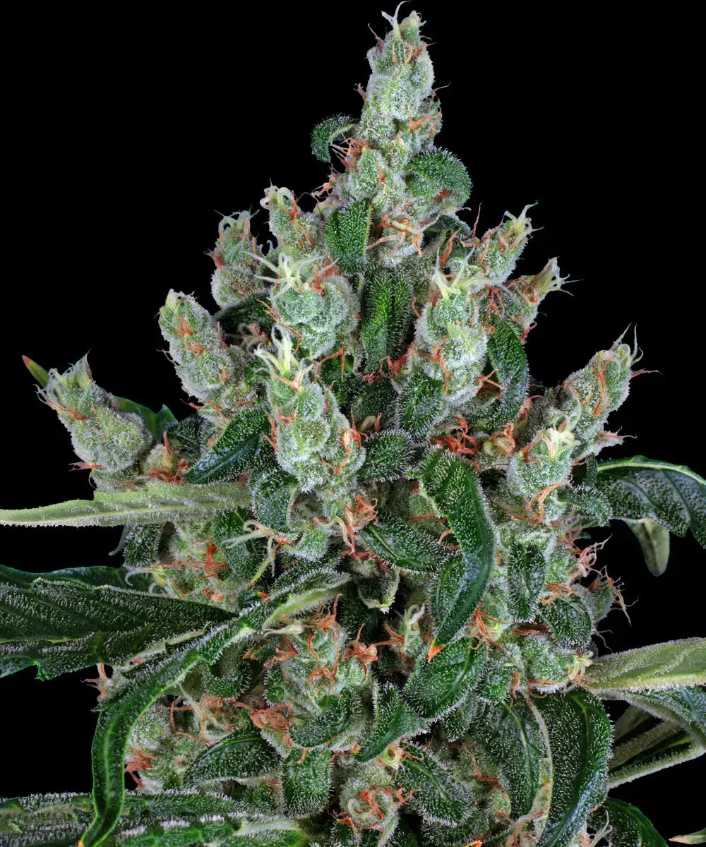 Laughing Buddha Feminised Barneys Seeds - 3