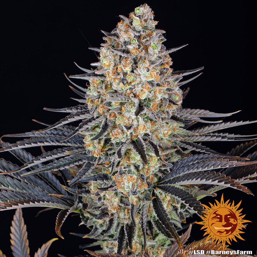 LSD Feminised Seeds - 3