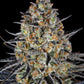 LSD Feminised Seeds - 3