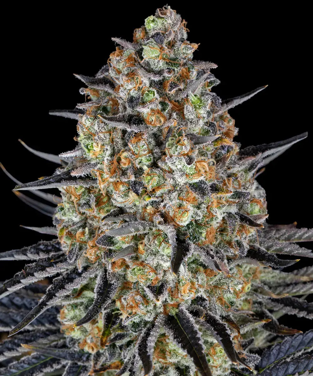 LSD Feminised Seeds - 3