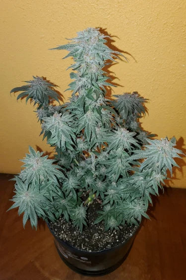Pineapple Express Auto Feminised  FastBud Seeds - 3