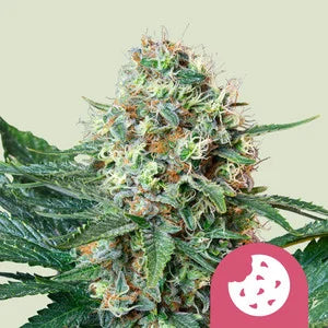 Royal Cookies Auto Feminised