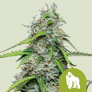 Royal Gorilla Auto Feminised Seeds - 3