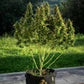 Royal Gorilla Auto Feminised Seeds - 3