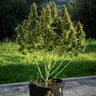 Royal Gorilla Auto Feminised Seeds - 3