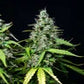 Royal Gorilla Auto Feminised Seeds - 3