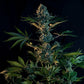 Royal Gorilla Feminised Seeds - 3