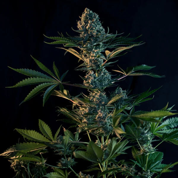 Royal Gorilla Feminised Seeds - 3