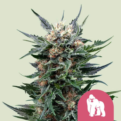 Royal Gorilla Feminised Seeds - 3