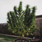Royal Gorilla Feminised Seeds - 3